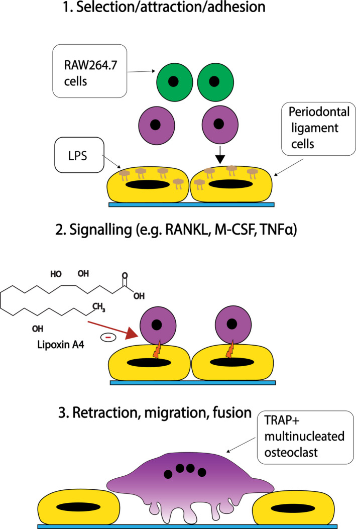 FIGURE 4