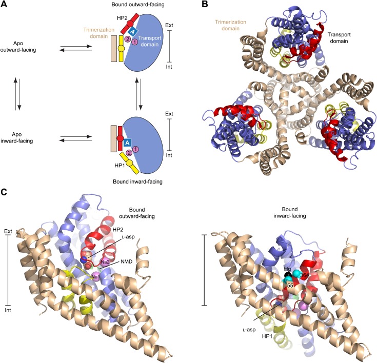 Figure 1—figure supplement 1.