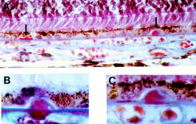 Figure 3  