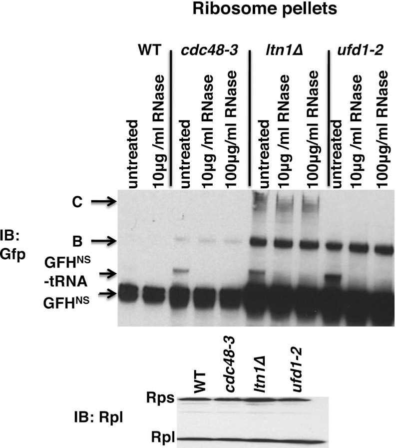 Figure 3—figure supplement 1.