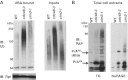 Figure 5—figure supplement 1.