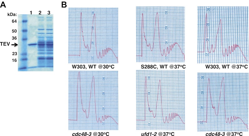 Figure 1—figure supplement 2.