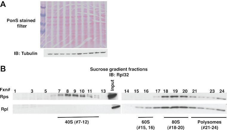 Figure 4—figure supplement 1.