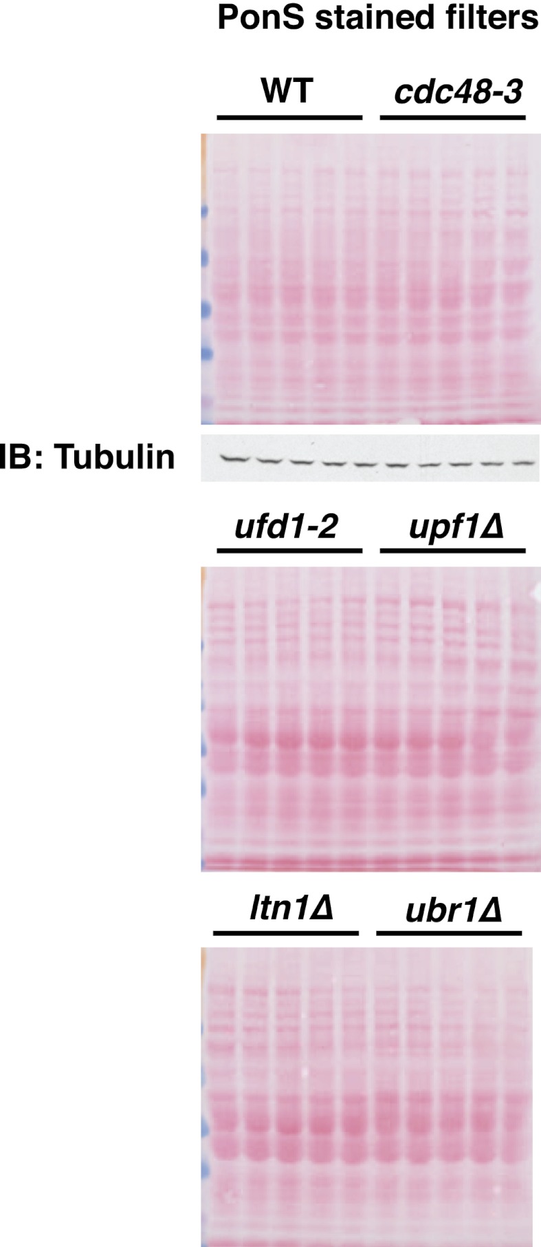 Figure 6—figure supplement 1.