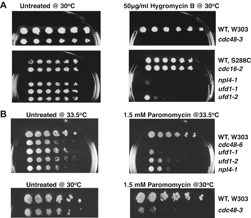 Figure 1—figure supplement 1.