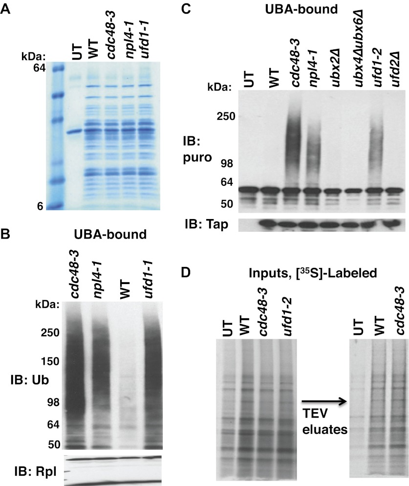 Figure 2—figure supplement 1.