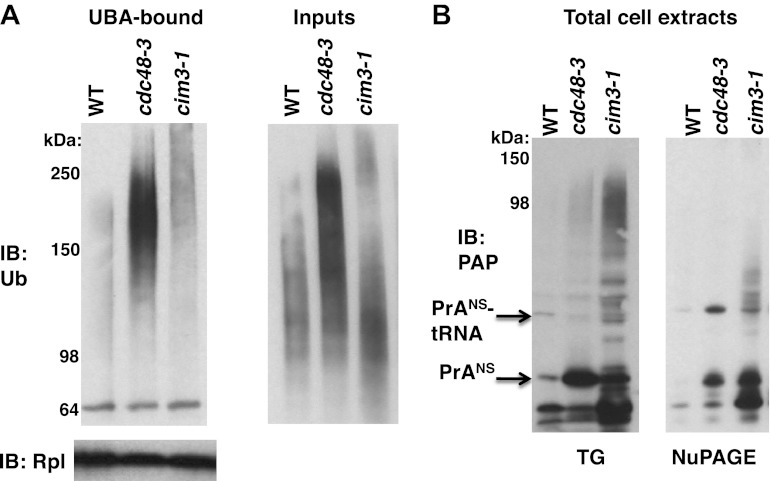 Figure 5—figure supplement 1.