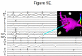 Figure 5E.