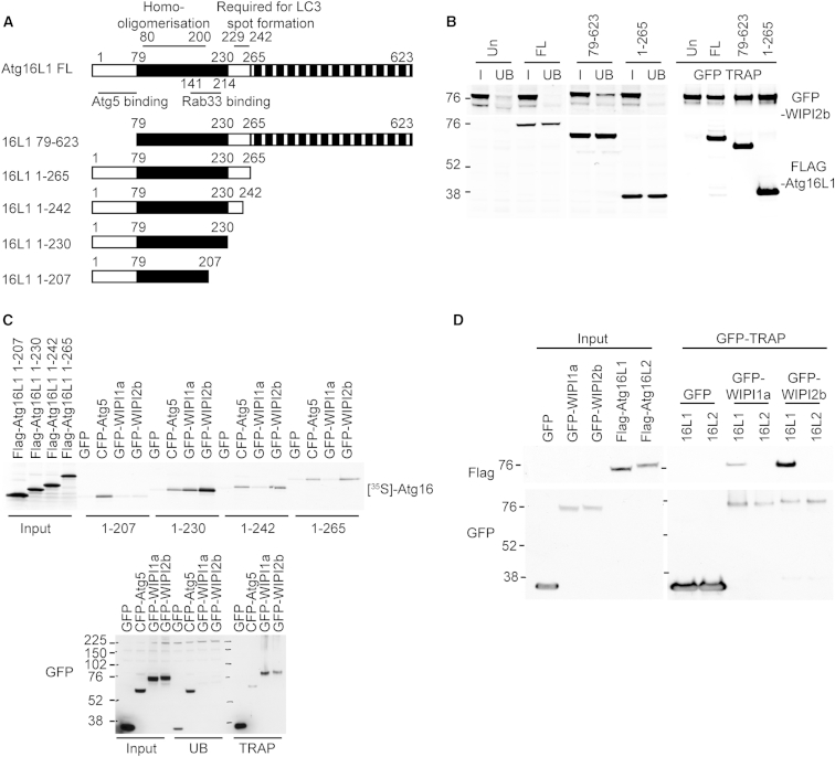 Figure 2