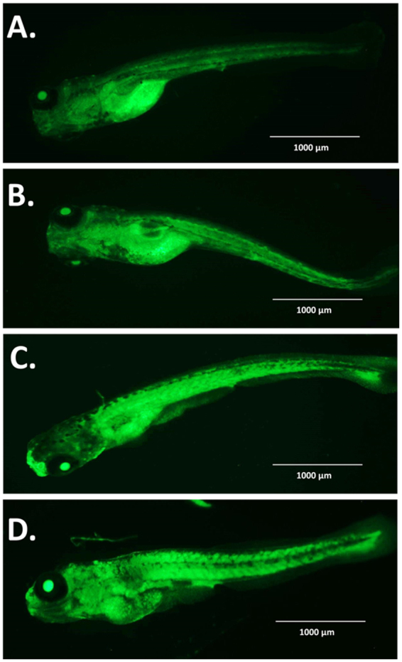 Figure 13