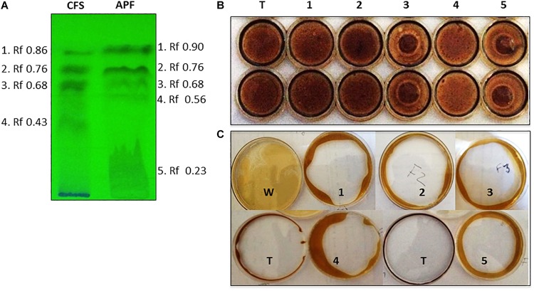 FIGURE 3