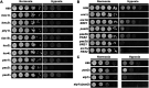 FIG 2