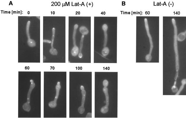 FIG. 5.