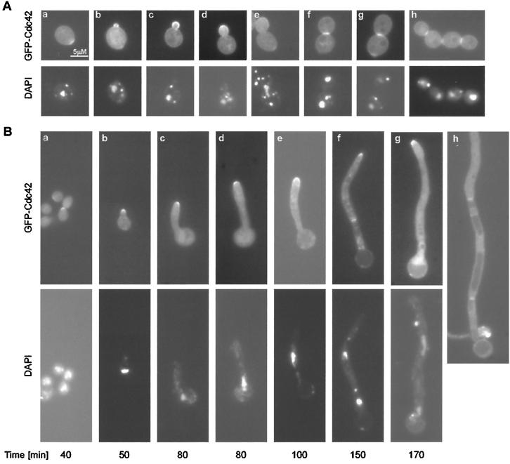 FIG. 2.