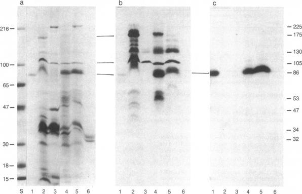 graphic file with name pnas00317-0209-a.jpg