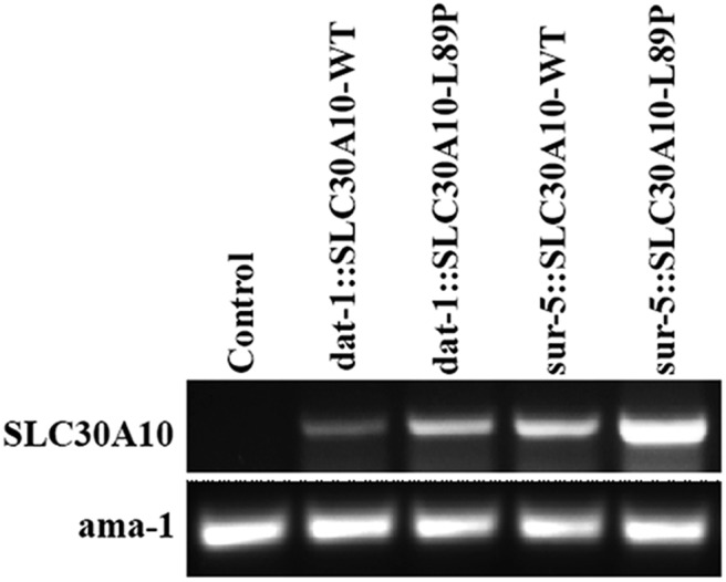 Figure 6.