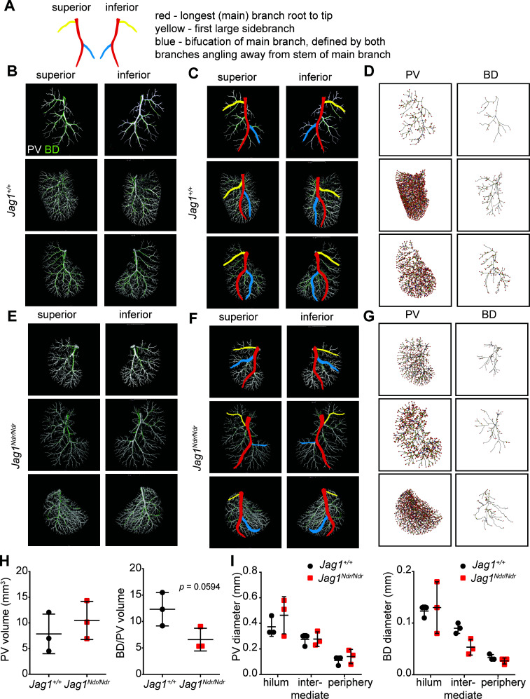 Figure 1—figure supplement 12.