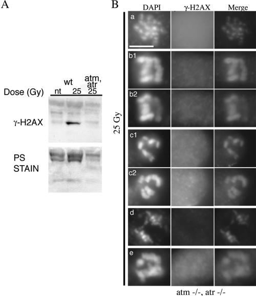 Figure 9.