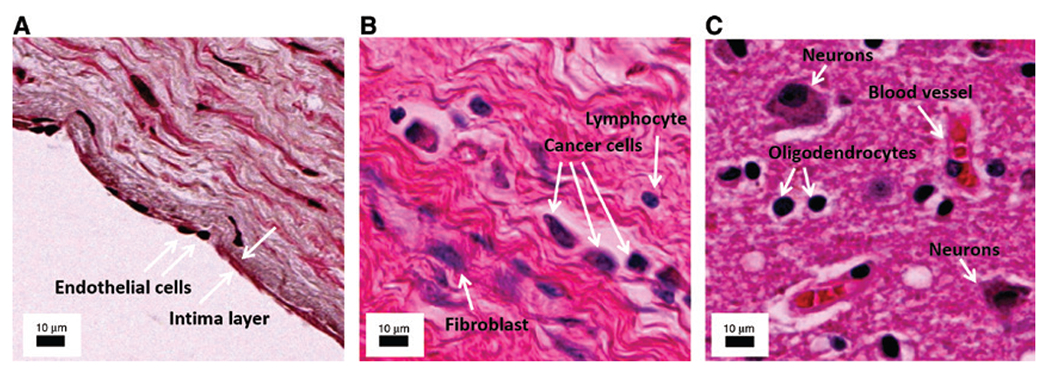 Figure 1: