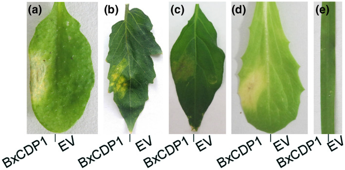 FIGURE 3