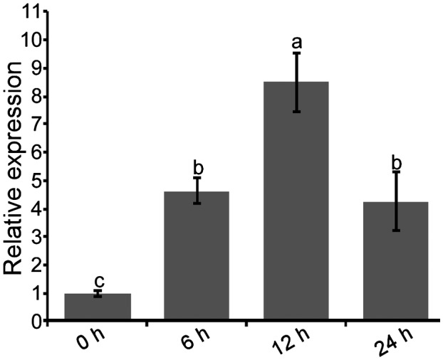 FIGURE 6