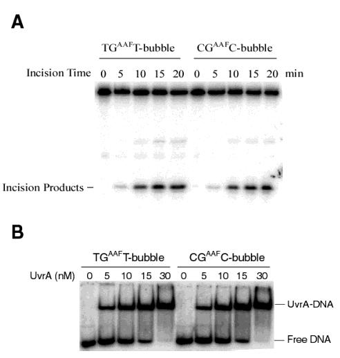 FIGURE 6: