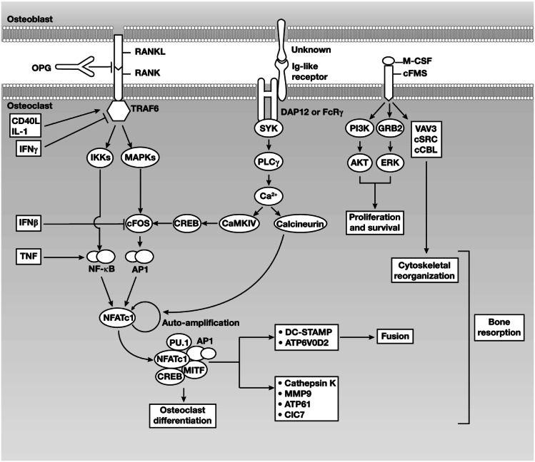 Fig. 2