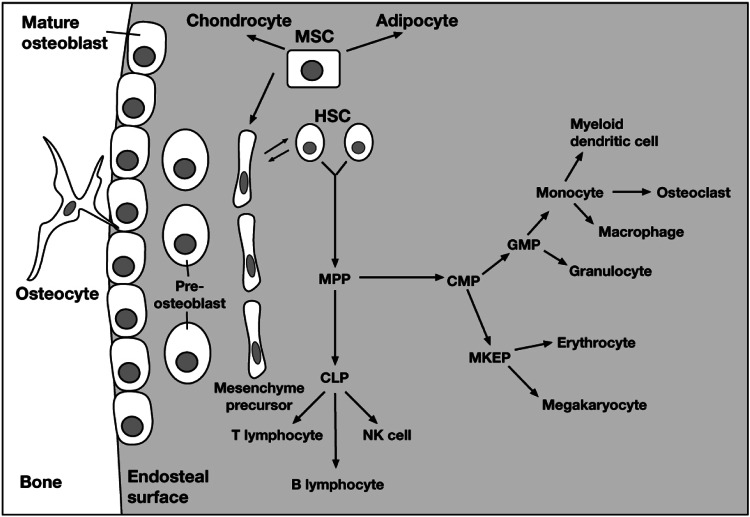 Fig. 1