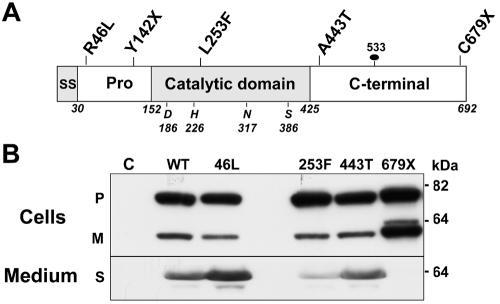 Figure  1. 