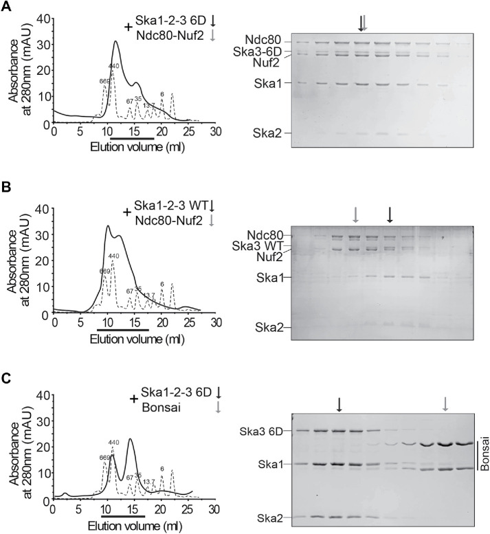 FIGURE 6: