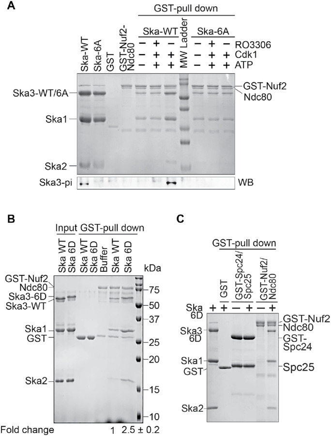 FIGURE 5: