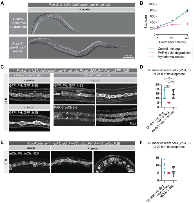 Figure 3—figure supplement 2.