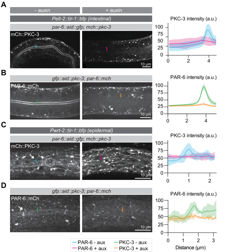 Figure 4—figure supplement 2.