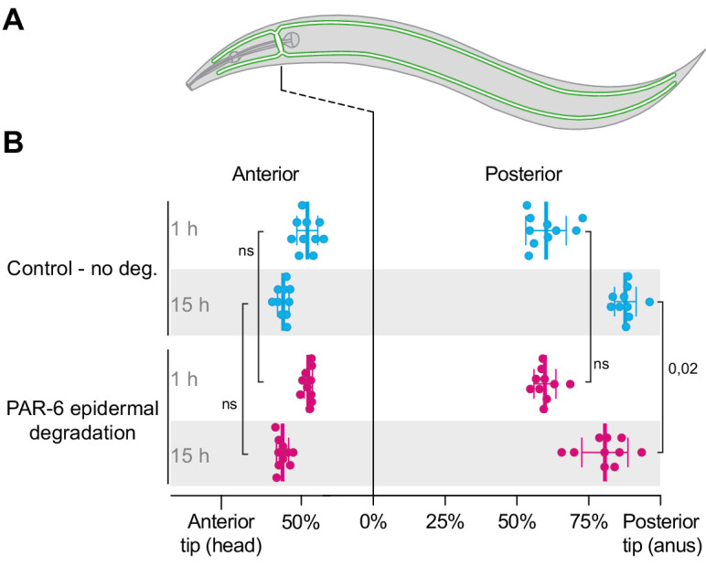 Figure 3—figure supplement 1.