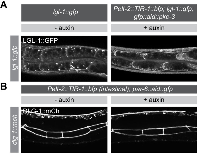 Figure 4—figure supplement 1.