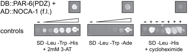 Figure 6—figure supplement 1.