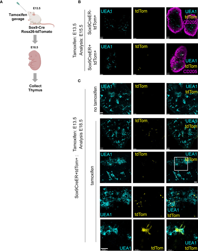 Figure 3