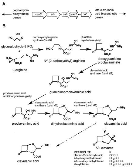 FIG. 1.