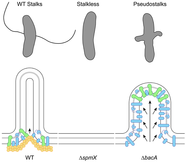 graphic file with name nihms-1616480-f0001.jpg