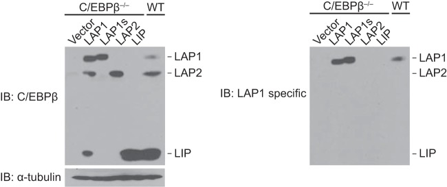 FIG 5