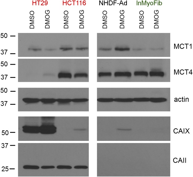 Fig. S3.