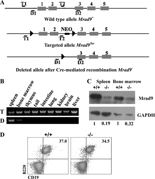 FIGURE 1.