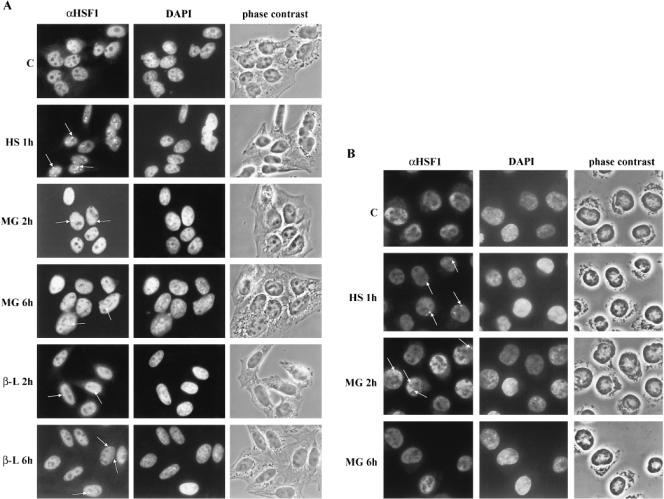 Fig 1.