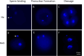 Figure 2—figure supplement 3.