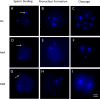 Figure 2—figure supplement 1.