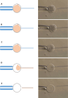 Figure 2—figure supplement 4.