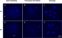 Figure 2—figure supplement 2.