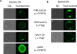 Figure 4—figure supplement 3.