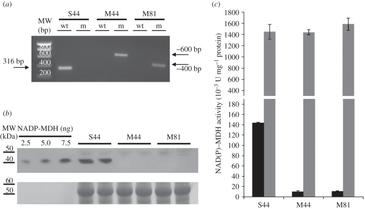 Figure 2.