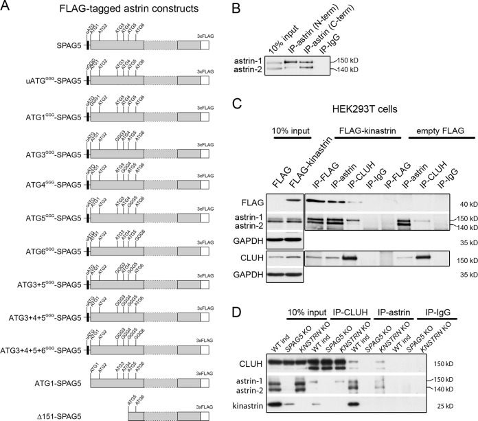 Figure 1—figure supplement 1.